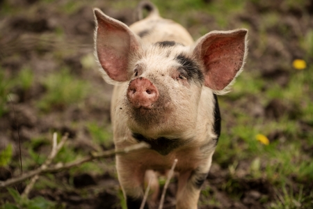 Африканская чума свиней обнаружена еще в трех районах Краснодарского края