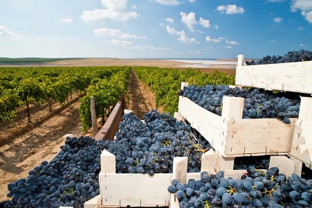 На Кубани запустят туристический поезд «К виноградникам у моря»