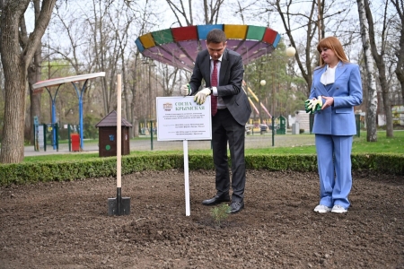 Краснодарский парк украсил саженец крымской сосны
